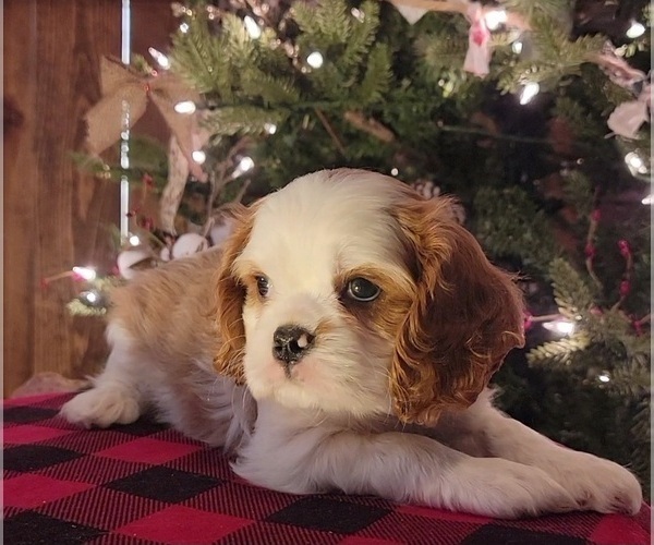 Medium Photo #1 Cavalier King Charles Spaniel Puppy For Sale in APPLE VALLEY, CA, USA