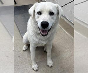 Great Pyrenees-Unknown Mix Dogs for adoption in Grand Prairie, TX, USA