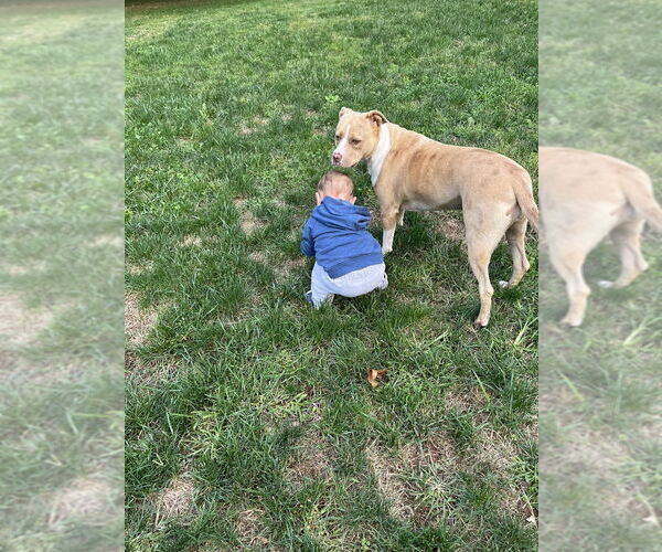 Medium Photo #4 Catahoula Leopard Dog-Unknown Mix Puppy For Sale in Brewster, NY, USA