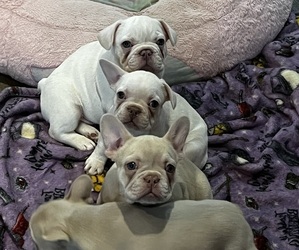 French Bulldog Litter for sale in WEST, TX, USA
