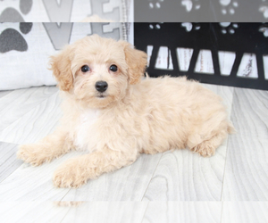 Poochon Puppy for sale in MARIETTA, GA, USA