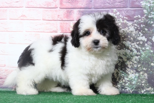 Medium Photo #1 Lhasa-Poo Puppy For Sale in BEL AIR, MD, USA