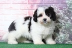 Small Photo #1 Lhasa-Poo Puppy For Sale in BEL AIR, MD, USA