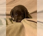 Small Photo #5 Labrador Retriever Puppy For Sale in PUEBLO, CO, USA