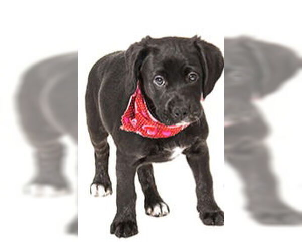 Medium Photo #1 Labrador Retriever Puppy For Sale in Vaughan, Ontario, Canada