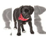 Small Labrador Retriever