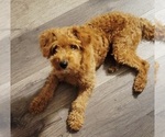 Small Photo #1 Cavapoo (Miniature) Puppy For Sale in WENTWORTH, MO, USA