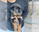 Small Photo #3 Rottweiler Puppy For Sale in HOUSTON, TX, USA