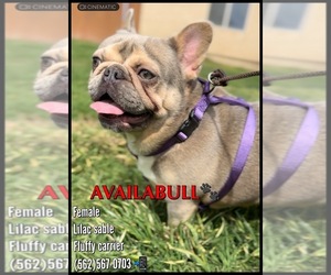 French Bulldog Puppy for sale in OJAI, CA, USA