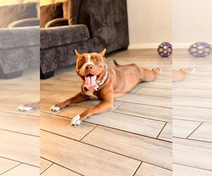 American Pit Bull Terrier-Unknown Mix Dogs for adoption in Chandler, AZ, USA