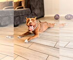 Small American Pit Bull Terrier Mix