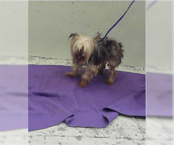 Medium Photo #3 Mutt Puppy For Sale in Spring, TX, USA