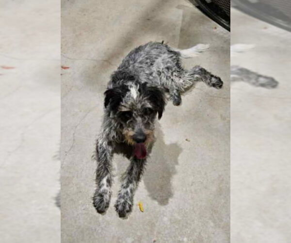 Medium Photo #3 Poodle (Standard)-Unknown Mix Puppy For Sale in Grafton, WI, USA