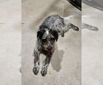 Small #2 Poodle (Standard) Mix