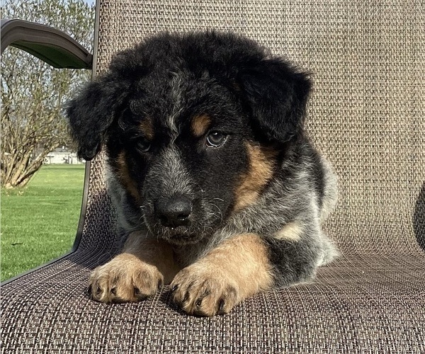 Medium Photo #4 Australian Cattle Dog-Border Collie Mix Puppy For Sale in RICHMOND, MI, USA