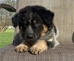 Small #3 Australian Cattle Dog-Border Collie Mix