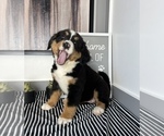 Small Photo #1 Bernese Mountain Dog Puppy For Sale in FRANKLIN, IN, USA