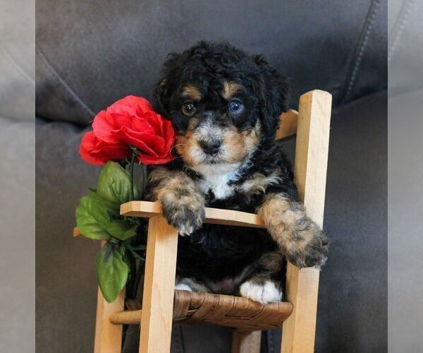 Medium Photo #1 Bernedoodle (Miniature) Puppy For Sale in NARVON, PA, USA