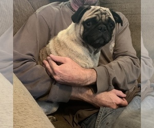 Father of the Pug puppies born on 09/30/2020