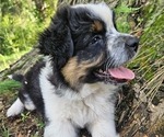 Small Photo #26 Australian Shepherd Puppy For Sale in MABEL, MN, USA