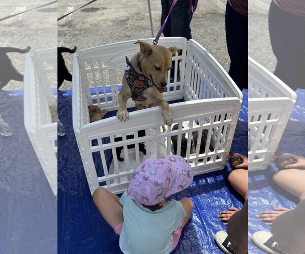 Medium Photo #6 American Staffordshire Terrier-Unknown Mix Puppy For Sale in Holly Springs, NC, USA