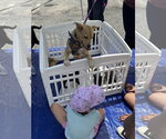 Small #5 American Staffordshire Terrier Mix
