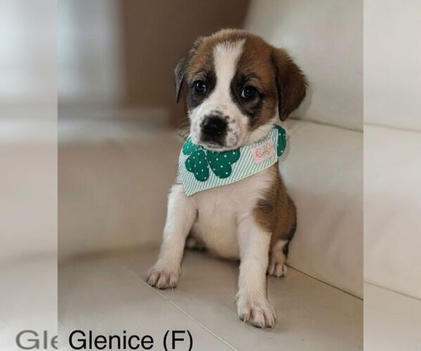 Medium Photo #1 Mutt Puppy For Sale in Jackson Township, NJ, USA