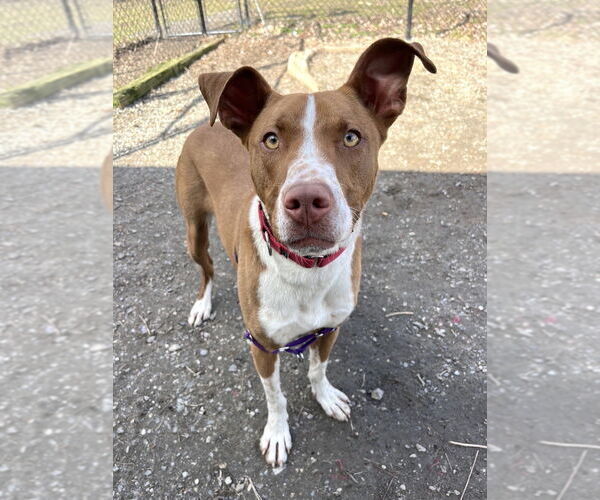 Medium Photo #7 Mutt Puppy For Sale in Elmsford, NY, USA