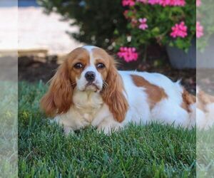 Mother of the Cavapoo (Miniature) puppies born on 04/18/2026
