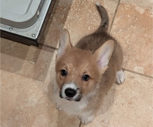Pembroke Welsh Corgi Puppy for sale in VANCOUVER, WA, USA