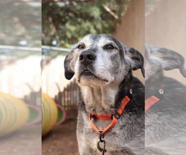 Medium Photo #8 Mutt Puppy For Sale in Philadelphia, PA, USA