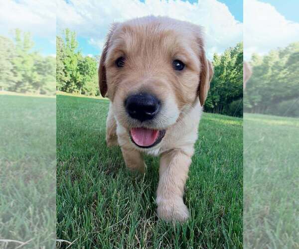Medium Photo #3 Golden Retriever Puppy For Sale in LEXINGTON, GA, USA
