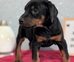 Small #11 Doberman Pinscher