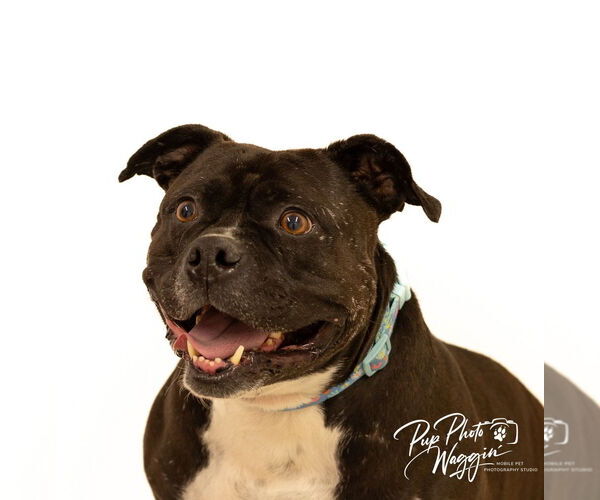 Medium Photo #3 American Staffordshire Terrier Puppy For Sale in Claremore, OK, USA