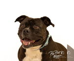 Small #2 American Staffordshire Terrier
