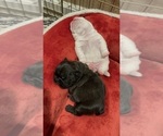 Small #6 American Bullnese