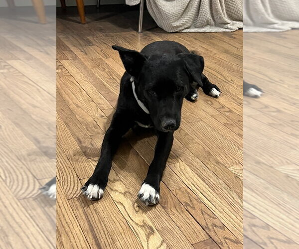Medium Photo #4 Border Collie Puppy For Sale in Salt Lake City, UT, USA