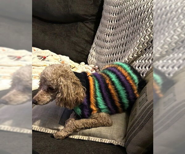 Medium Photo #2 Poodle (Miniature) Puppy For Sale in St. Louis Park, MN, USA