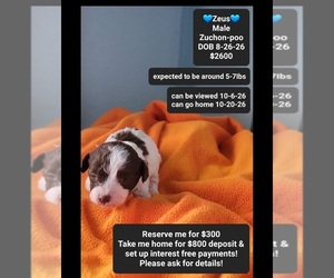 Poodle (Toy)-Zuchon Mix Puppy for sale in TUCSON, AZ, USA