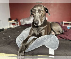 Great Dane-Weimaraner Mix Dogs for adoption in Fort Collins, CO, USA