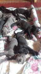 Great Dane Puppy for sale in CLAYTON, WI, USA