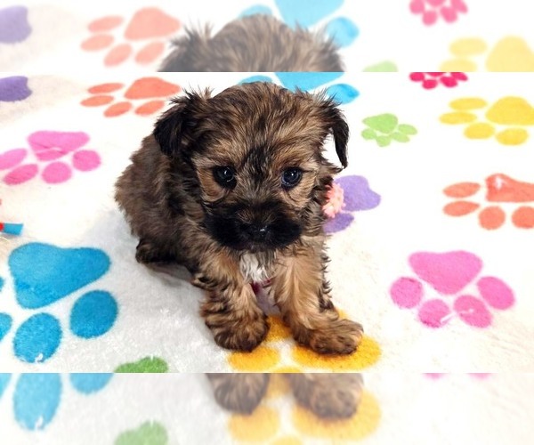 Medium Photo #4 Yorkipoo Puppy For Sale in ORO VALLEY, AZ, USA