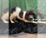 Small Photo #17 Newfoundland Puppy For Sale in AURORA, IN, USA