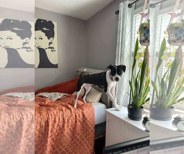 Medium Photo #2 Mutt Puppy For Sale in Germantown, OH, USA