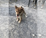 Small Photo #5 Shiba Inu Puppy For Sale in HARRISBURG, MO, USA