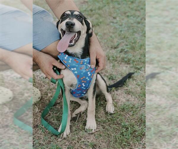 Medium Photo #1 Rottweiler-Unknown Mix Puppy For Sale in San Antonio, TX, USA