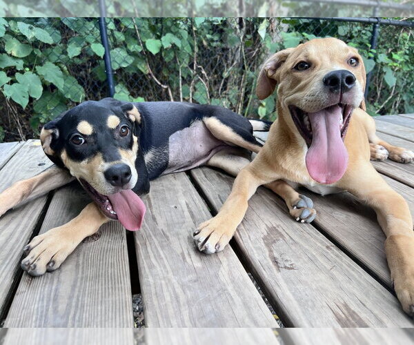 Medium Photo #3 Mutt Puppy For Sale in Elmsford, NY, USA