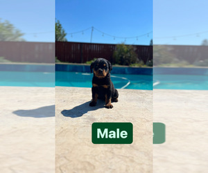 Rottweiler Puppy for sale in ELDERWOOD, CA, USA
