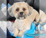 Small #1 Shih Tzu