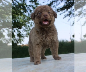 Chesapeake Bay Retriever Puppy for sale in SCOTTSVILLE, KY, USA